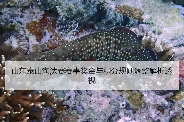 山东泰山淘汰赛赛事奖金与积分规则调整解析透视